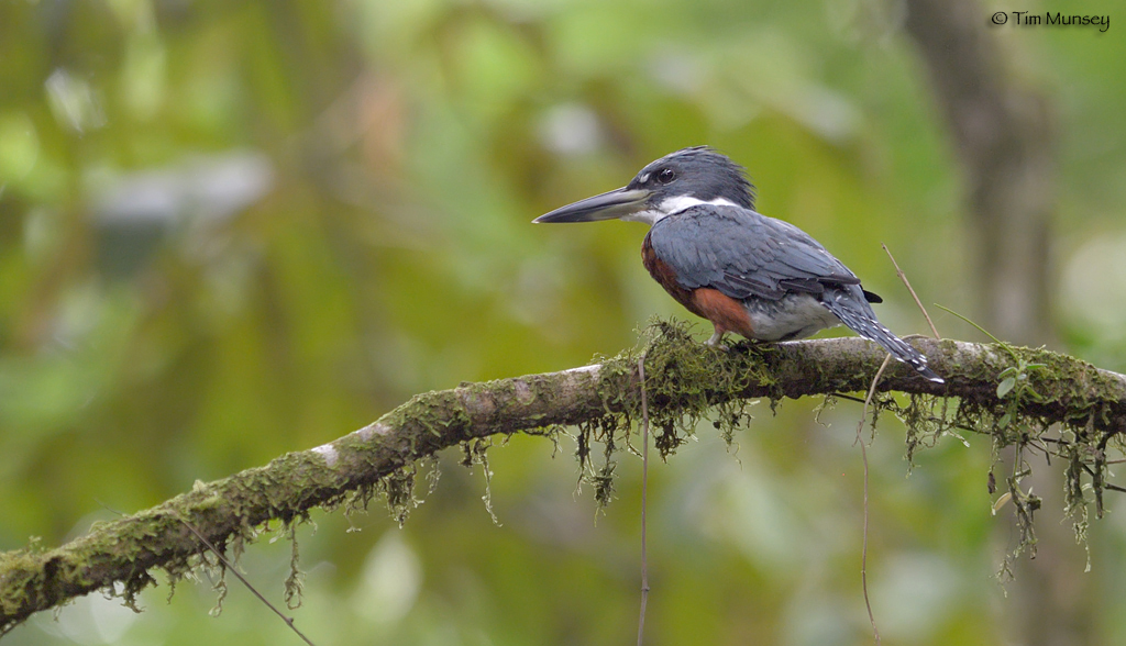 Ringed Kingfisher